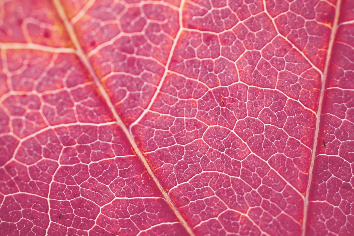 red tree leaf veins, autumn colors red background photo