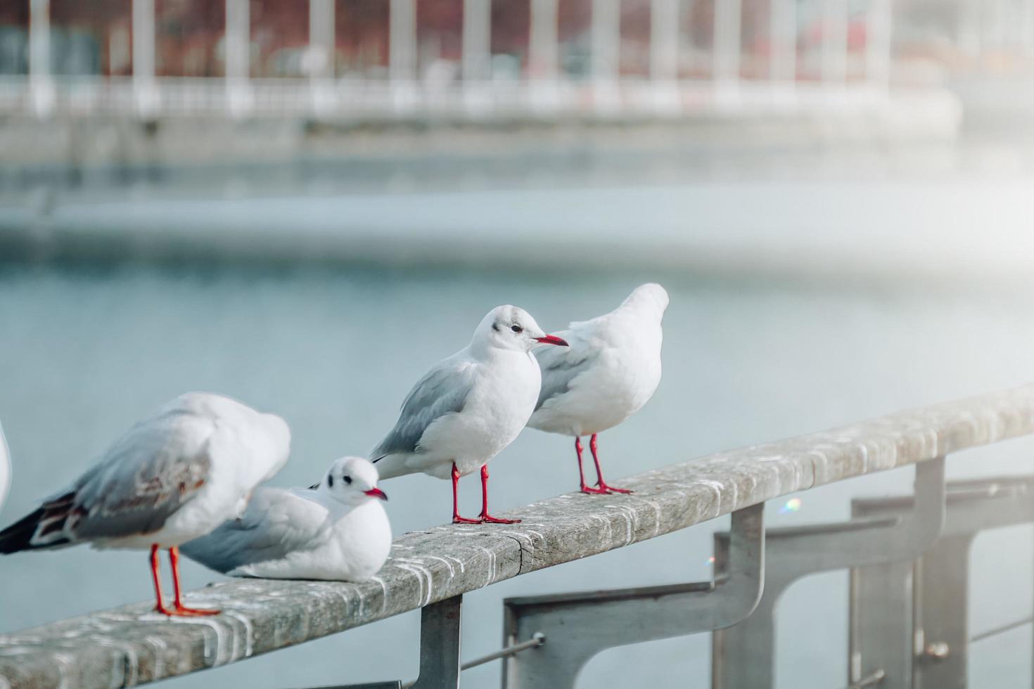 seagulls resting in the seaport photo