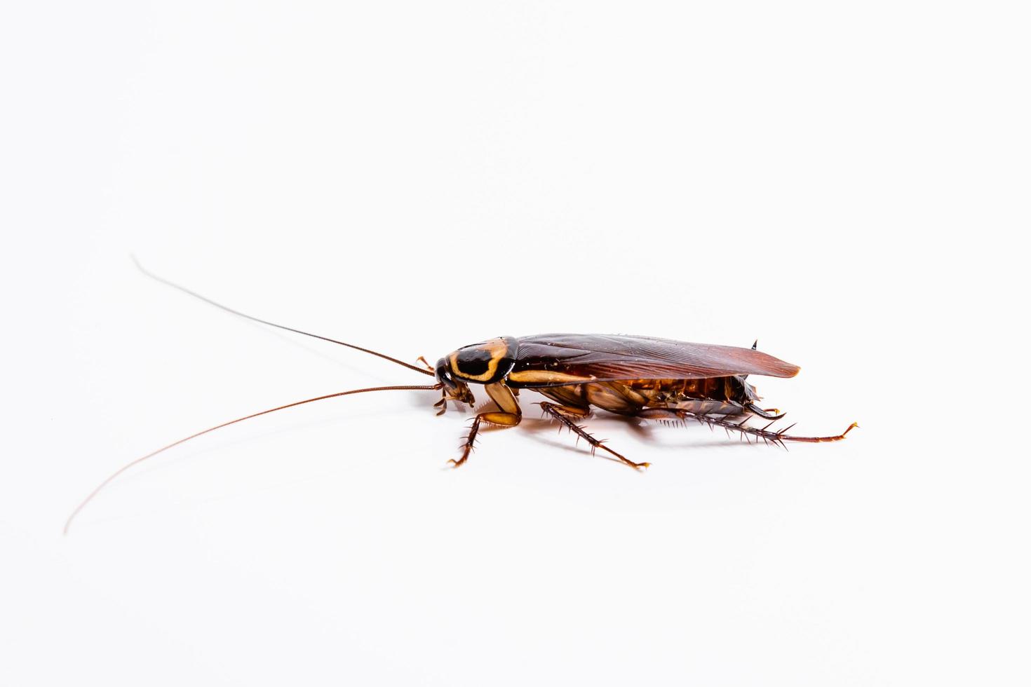 Close up cockroach isolated on white background 8698168 Stock Photo at Vecteezy