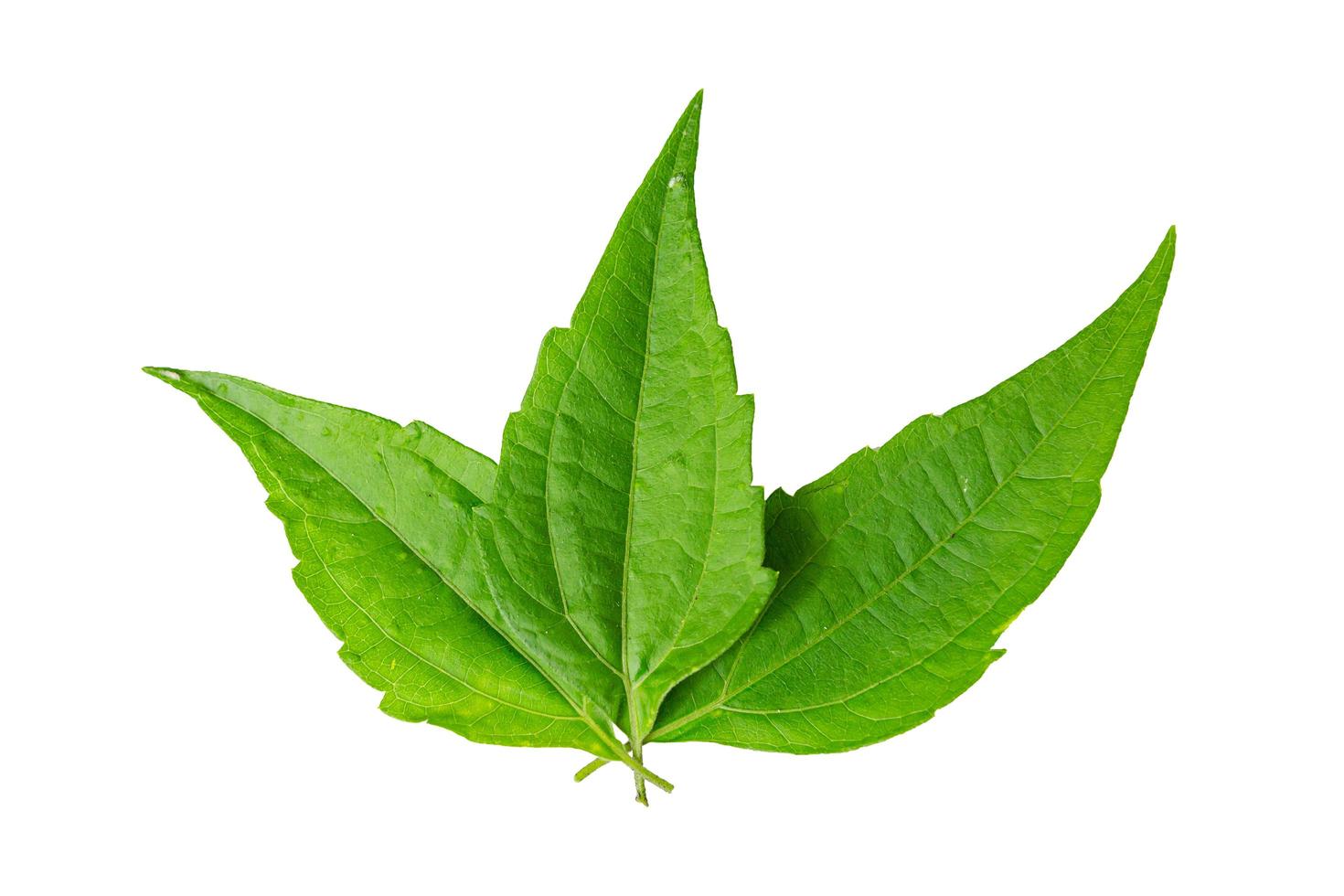Green tiger leaves used as a hemostatic herb, isolated on white background with clipping path photo