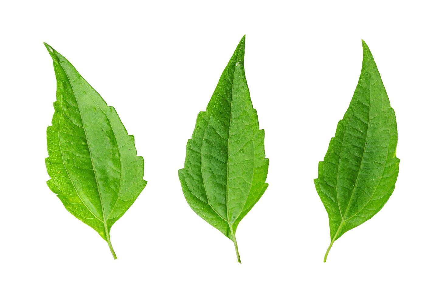 Green tiger leaves used as a hemostatic herb, isolated on white background with clipping path photo