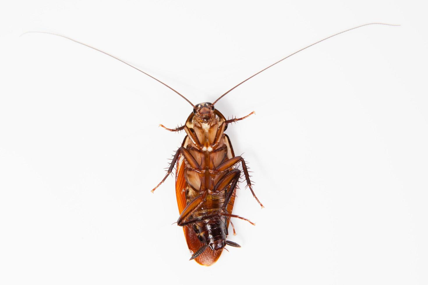 Close up dead cockroach isolated on white background. Top view photo