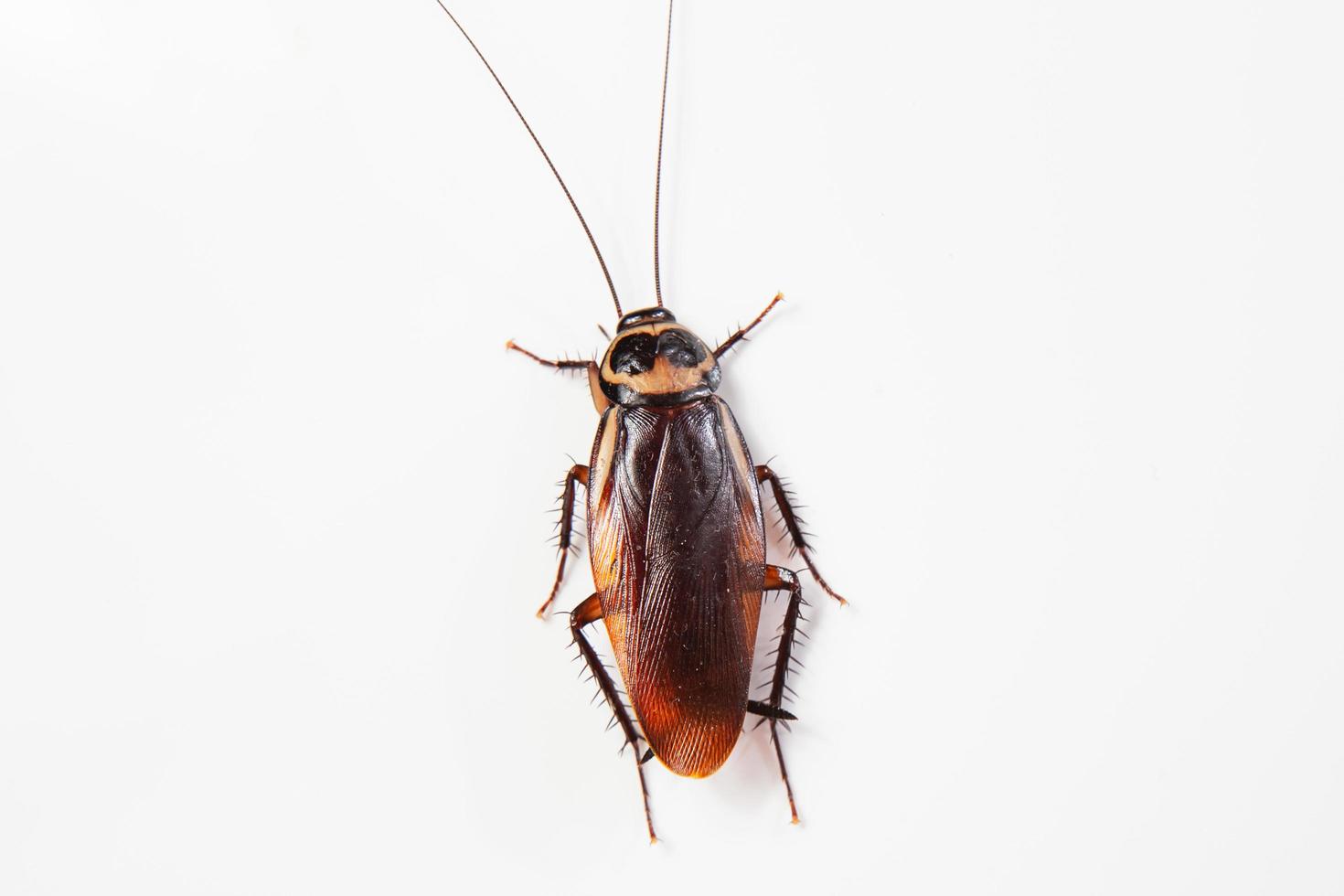 Close up cockroach isolated on white background. Top view photo