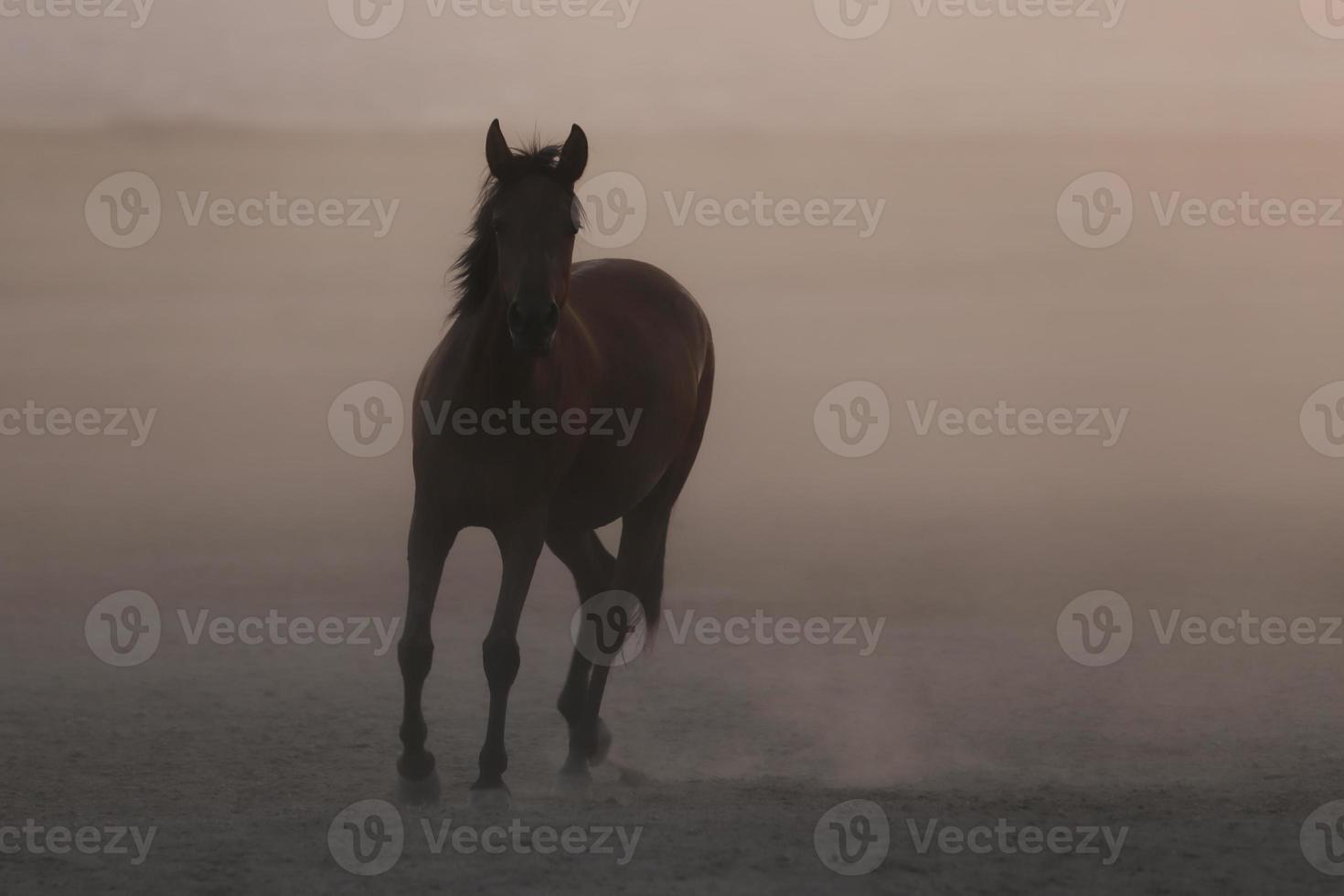 Yilki Horses Running in Field, Kayseri, Turkey photo