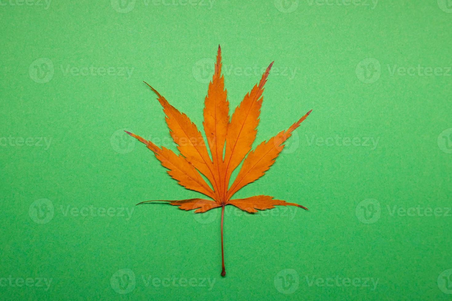 Isolated leaf on green background photo