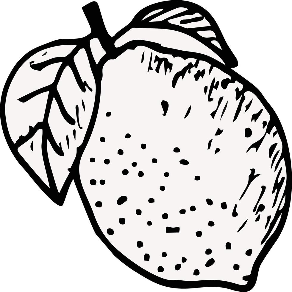 a fruit in vector