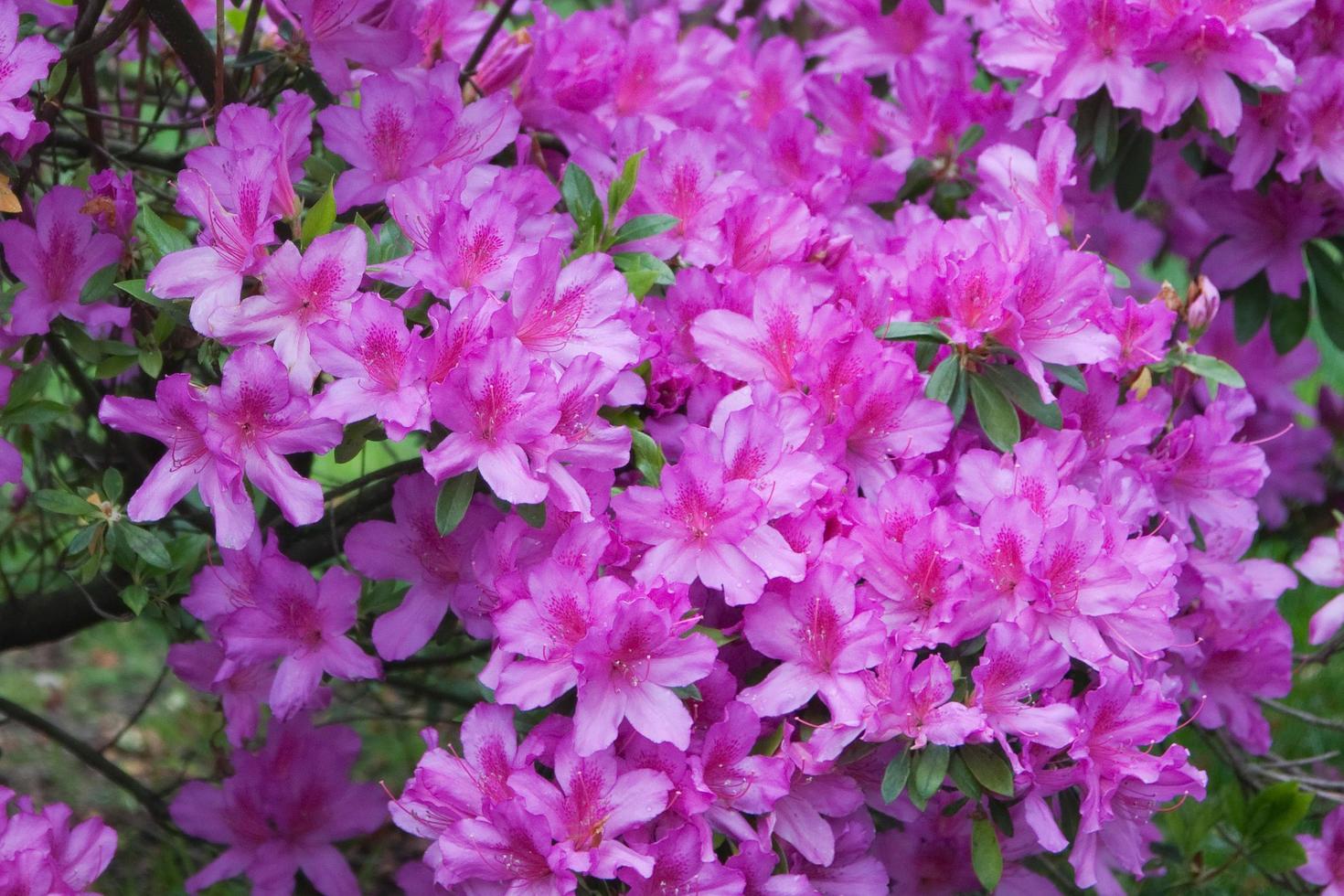 Close up of a beautiful azalea in bloom. Vibrant pink. photo