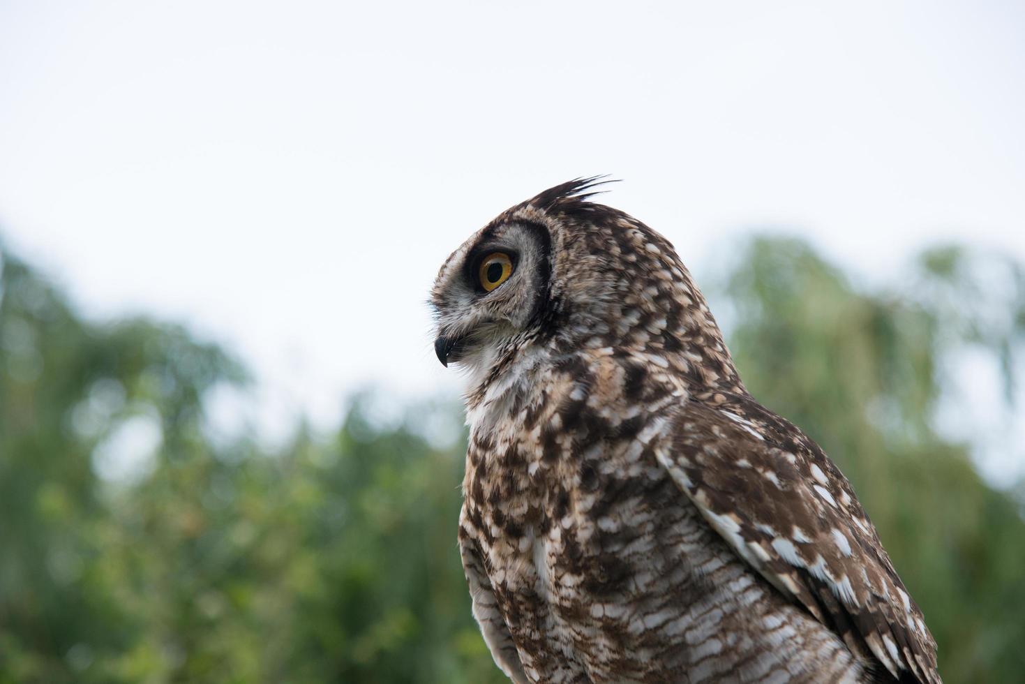 Close up of a cute owl seen from its left side photo