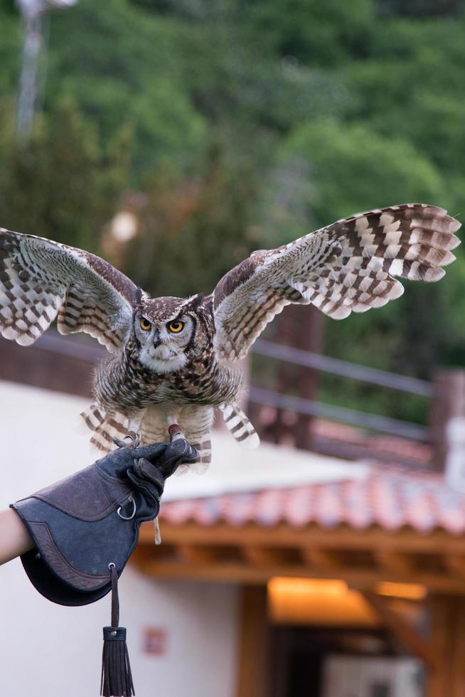 A Small owl with yellow eyes on a training session. Spread wings, green background. photo