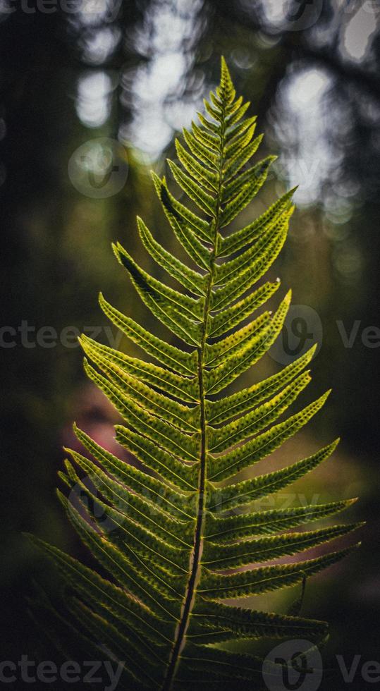 Moody Fern Background photo