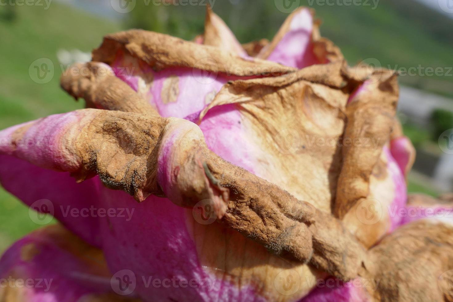 rosa rosa marchita foto