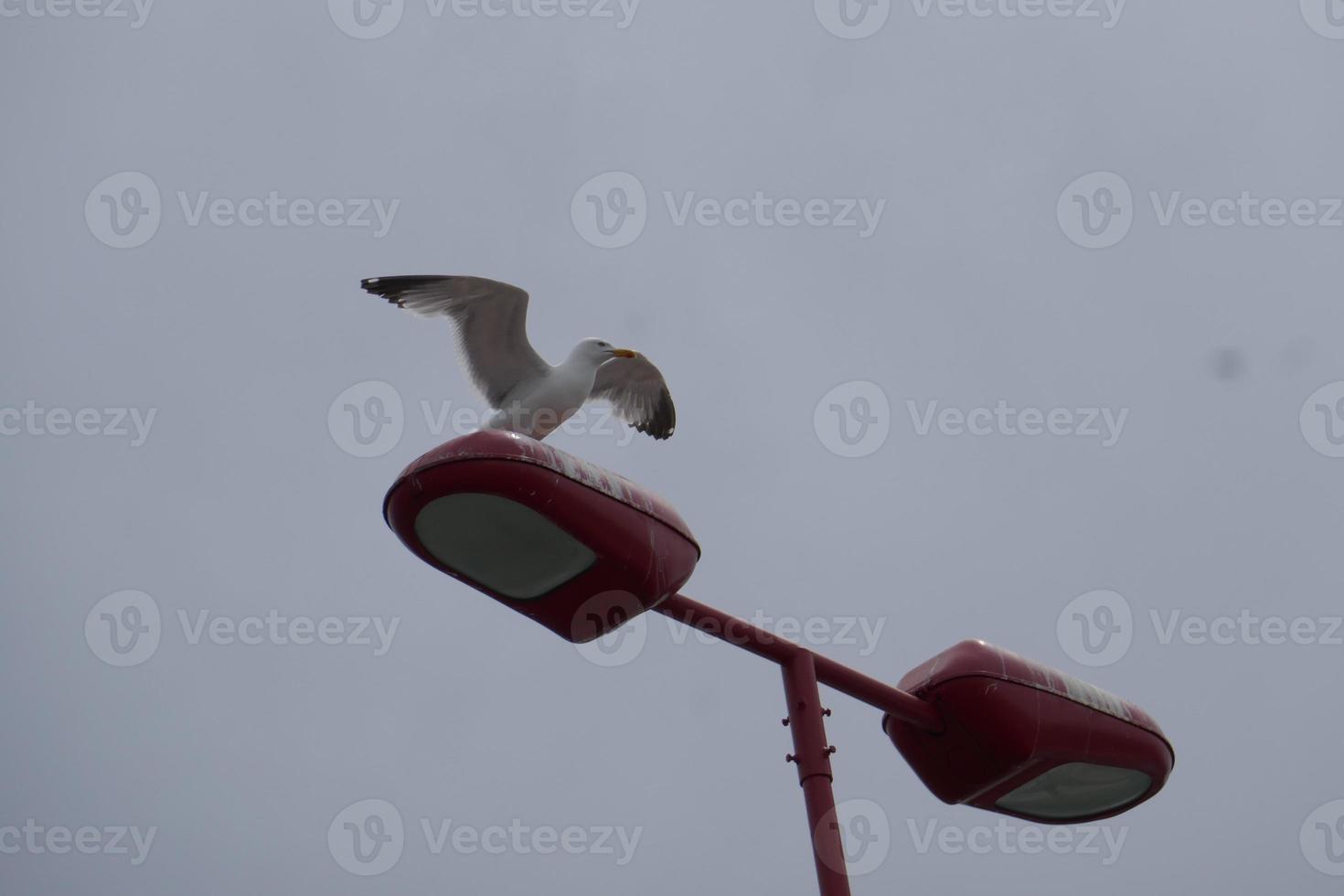 Seagull Standing on Public Furniture photo