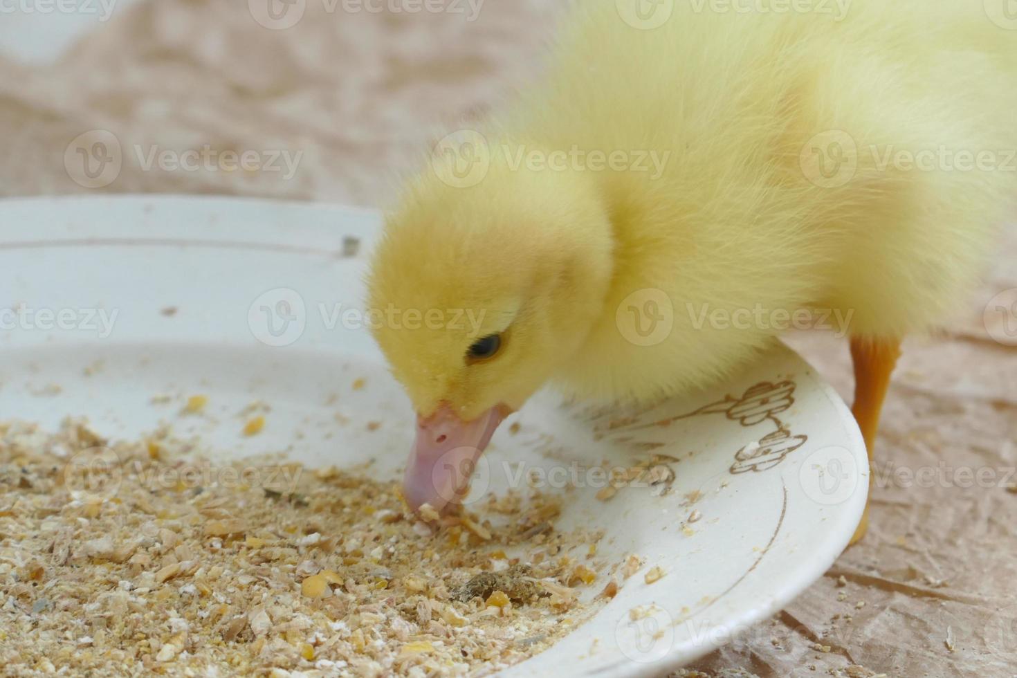 Baby Duck and Goose photo