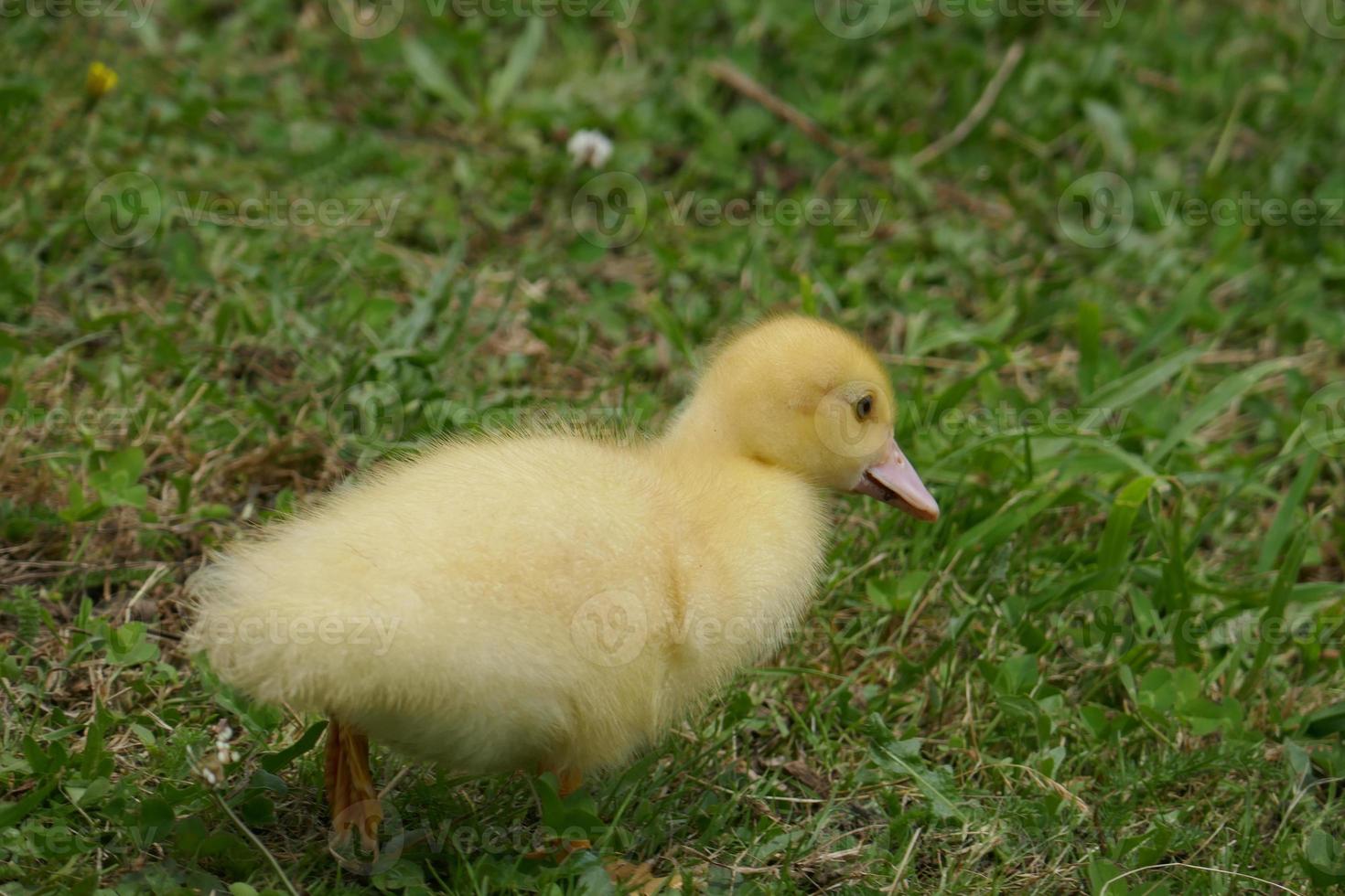 Baby Duck and Goose photo