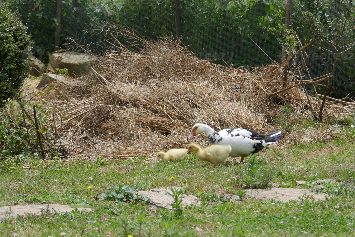 Baby Duck and Goose photo