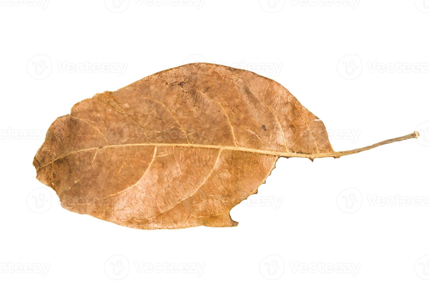 Dry leaf on isolated background Clipping path photo