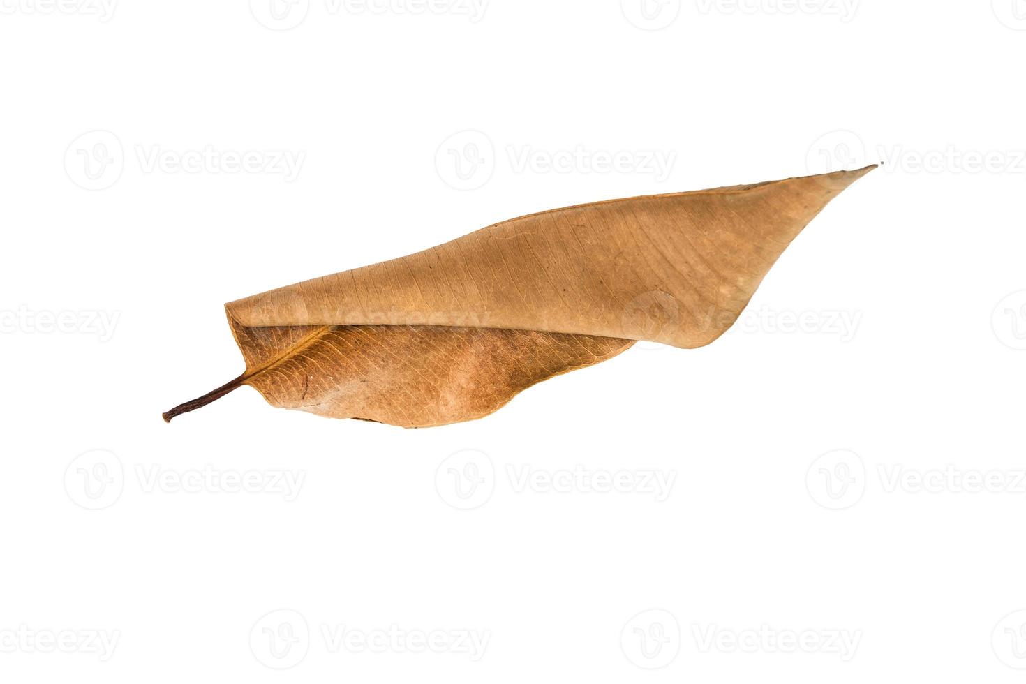 Dry leaf on isolated background Clipping path photo