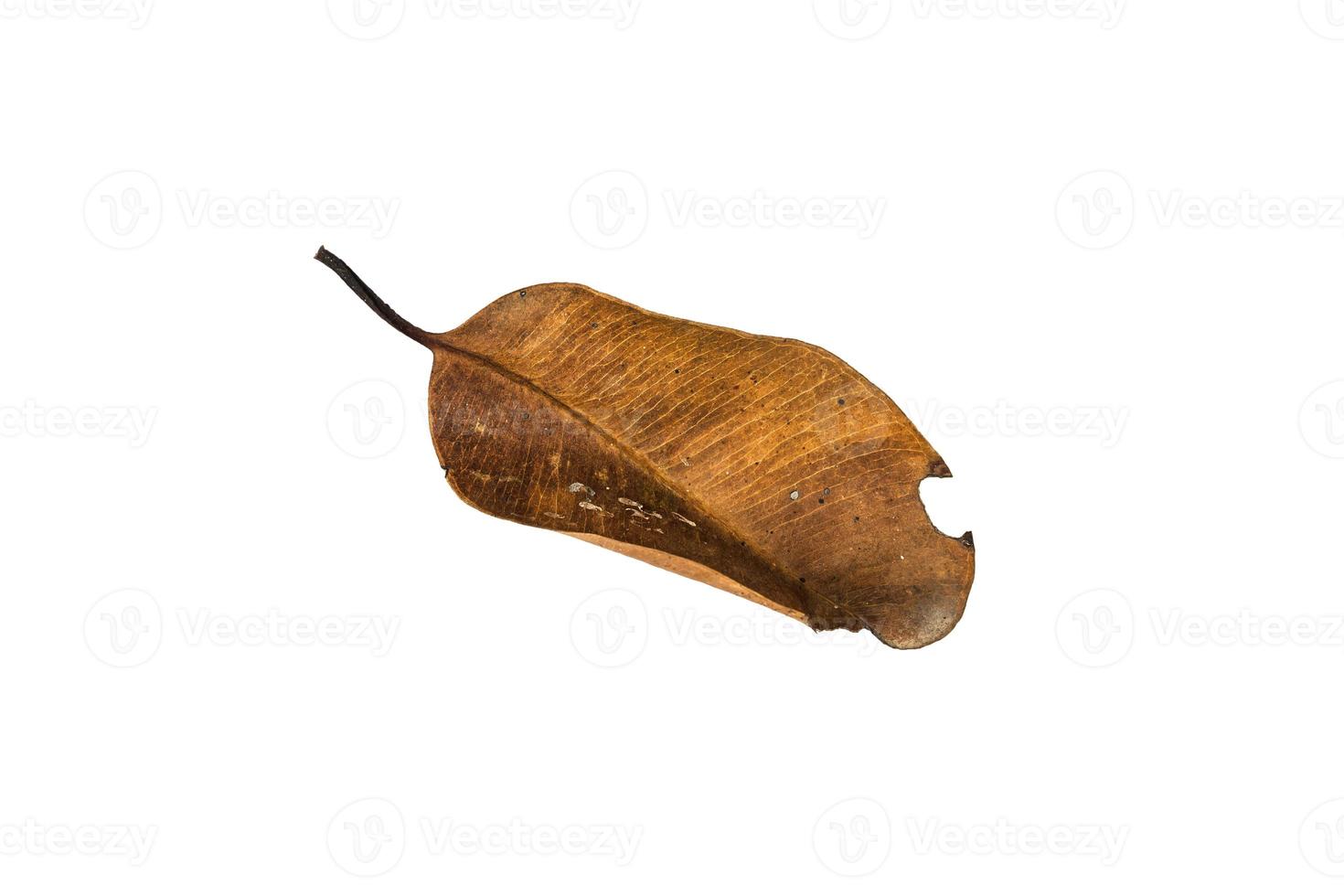 Dry leaf on isolated background Clipping path photo