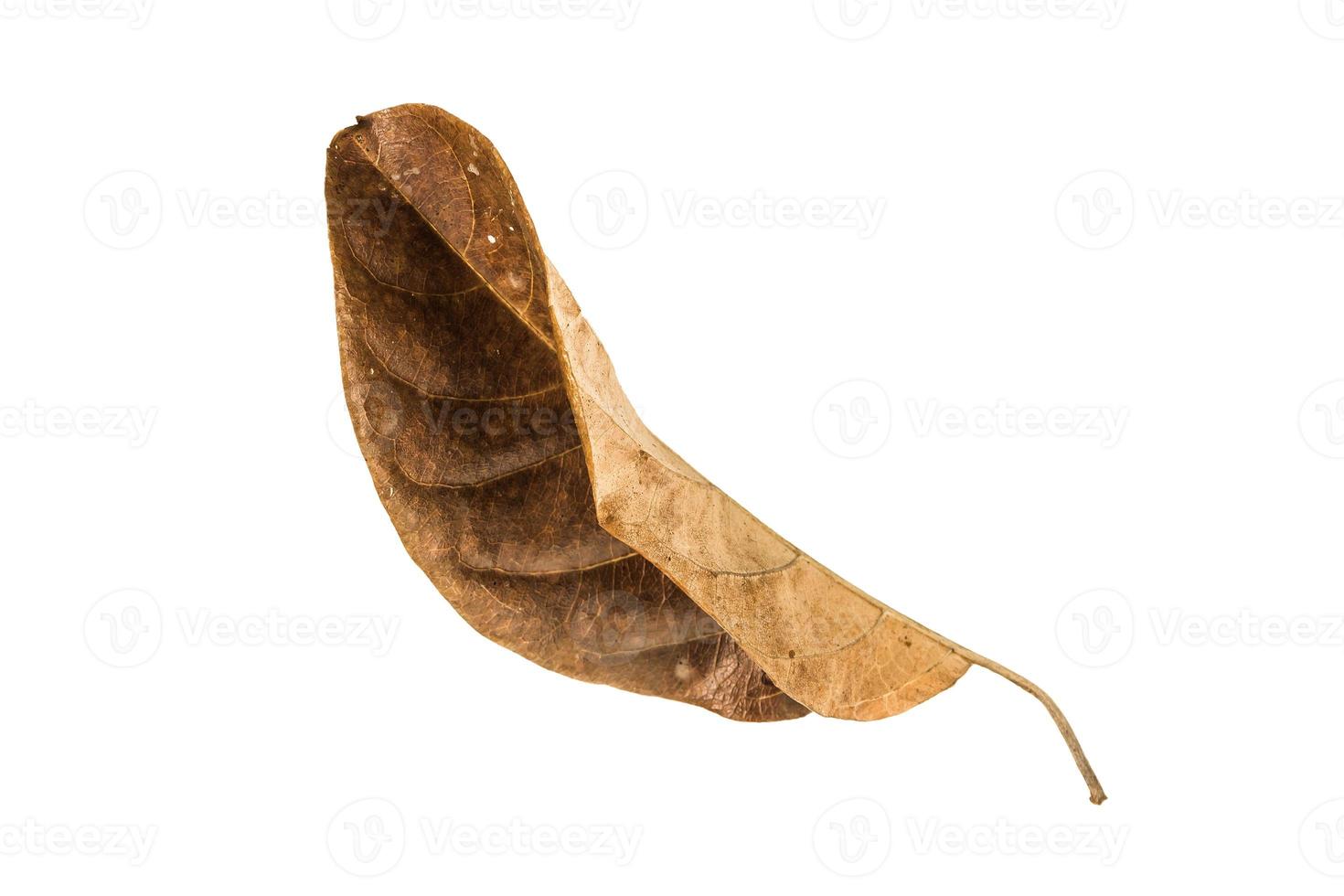 Dry leaf on isolated background Clipping path photo