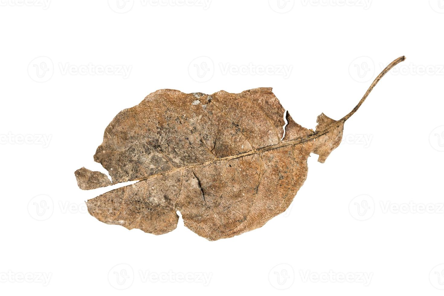 Dry leaf on isolated background Clipping path photo