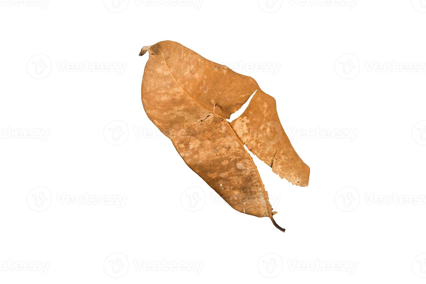 Dry leaf on isolated background Clipping path photo