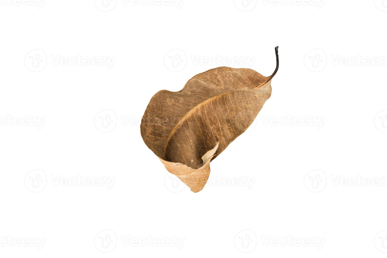 Dry leaf on isolated background Clipping path photo