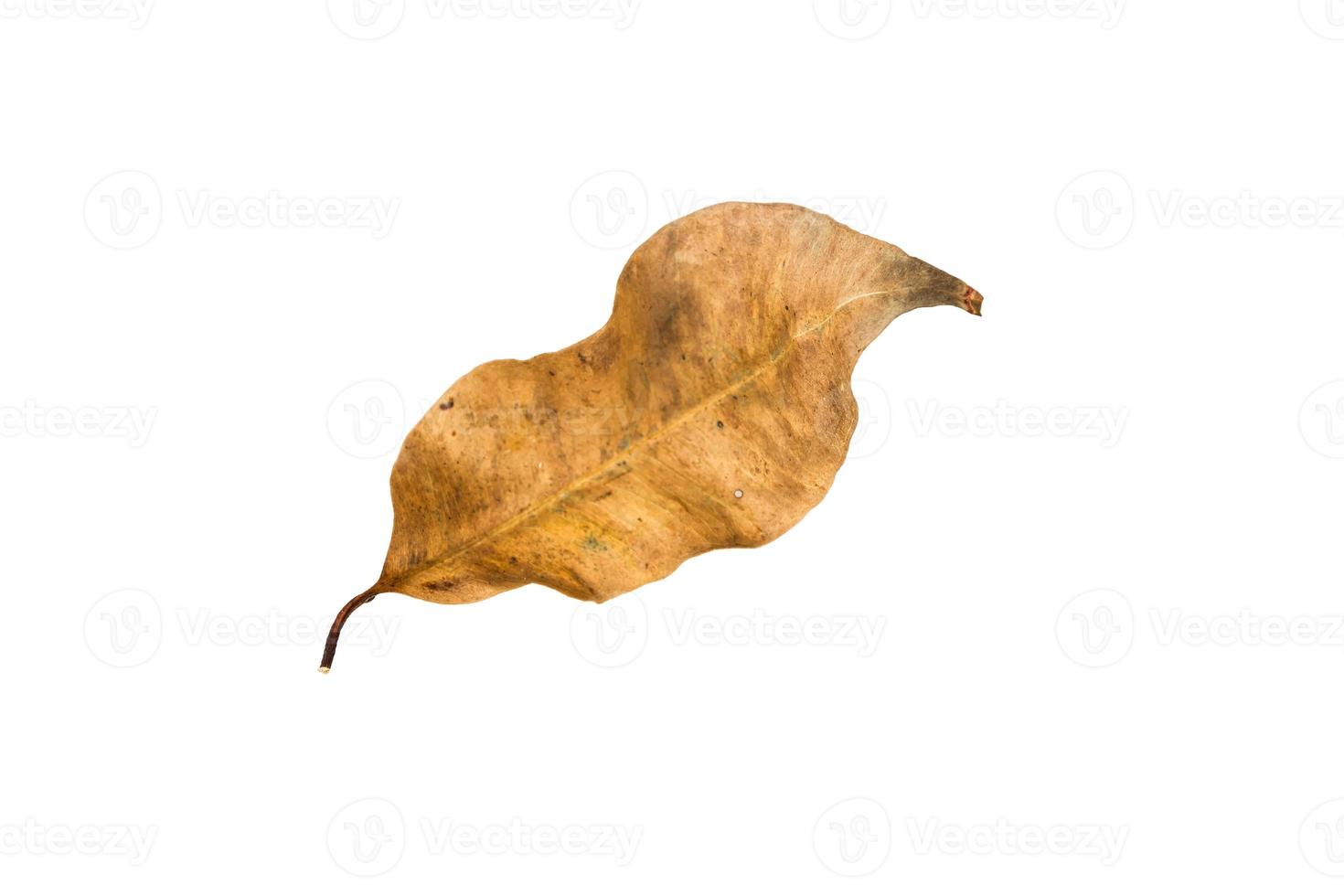 Dry leaf on isolated background Clipping path photo