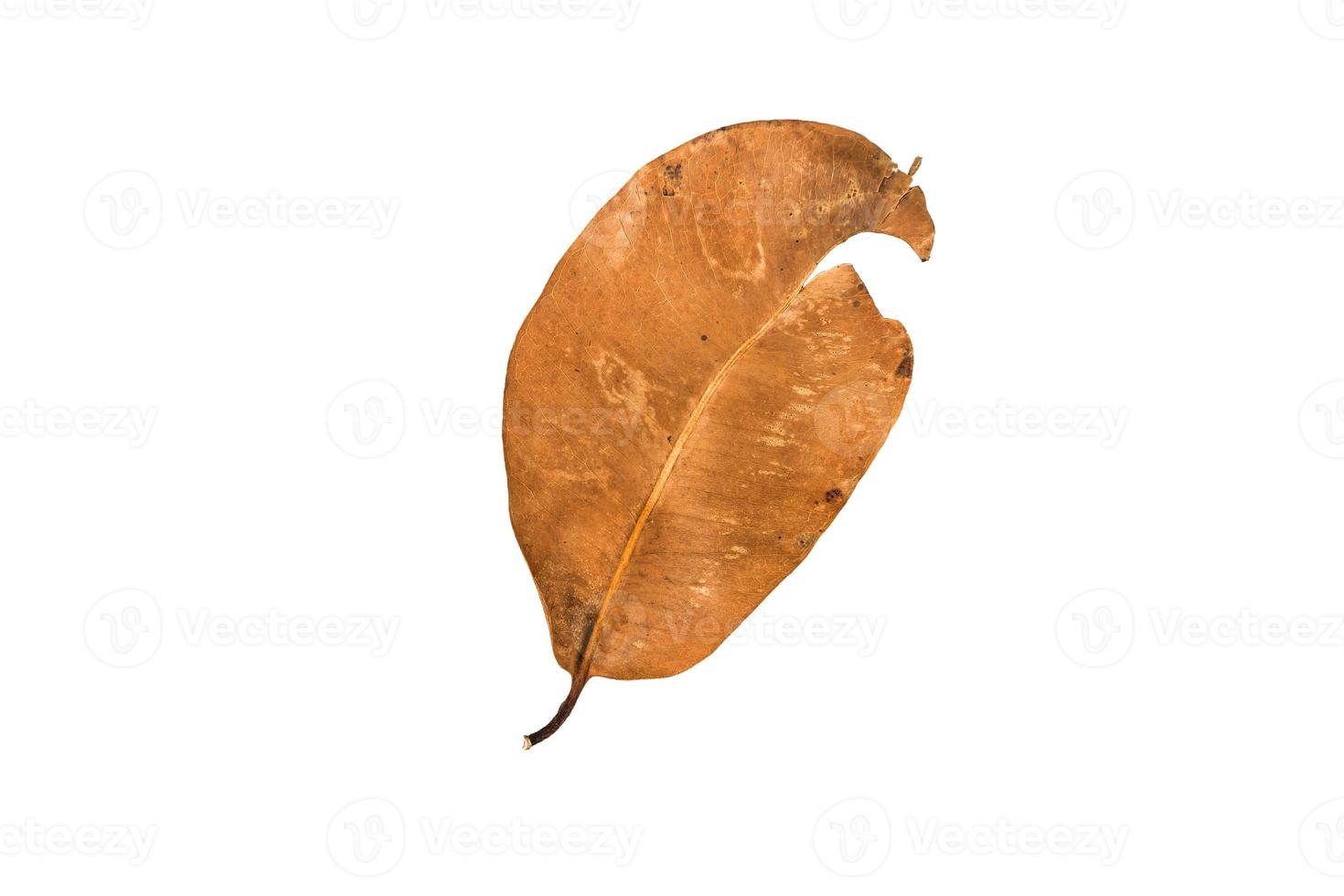 Dry leaf on isolated background Clipping path photo