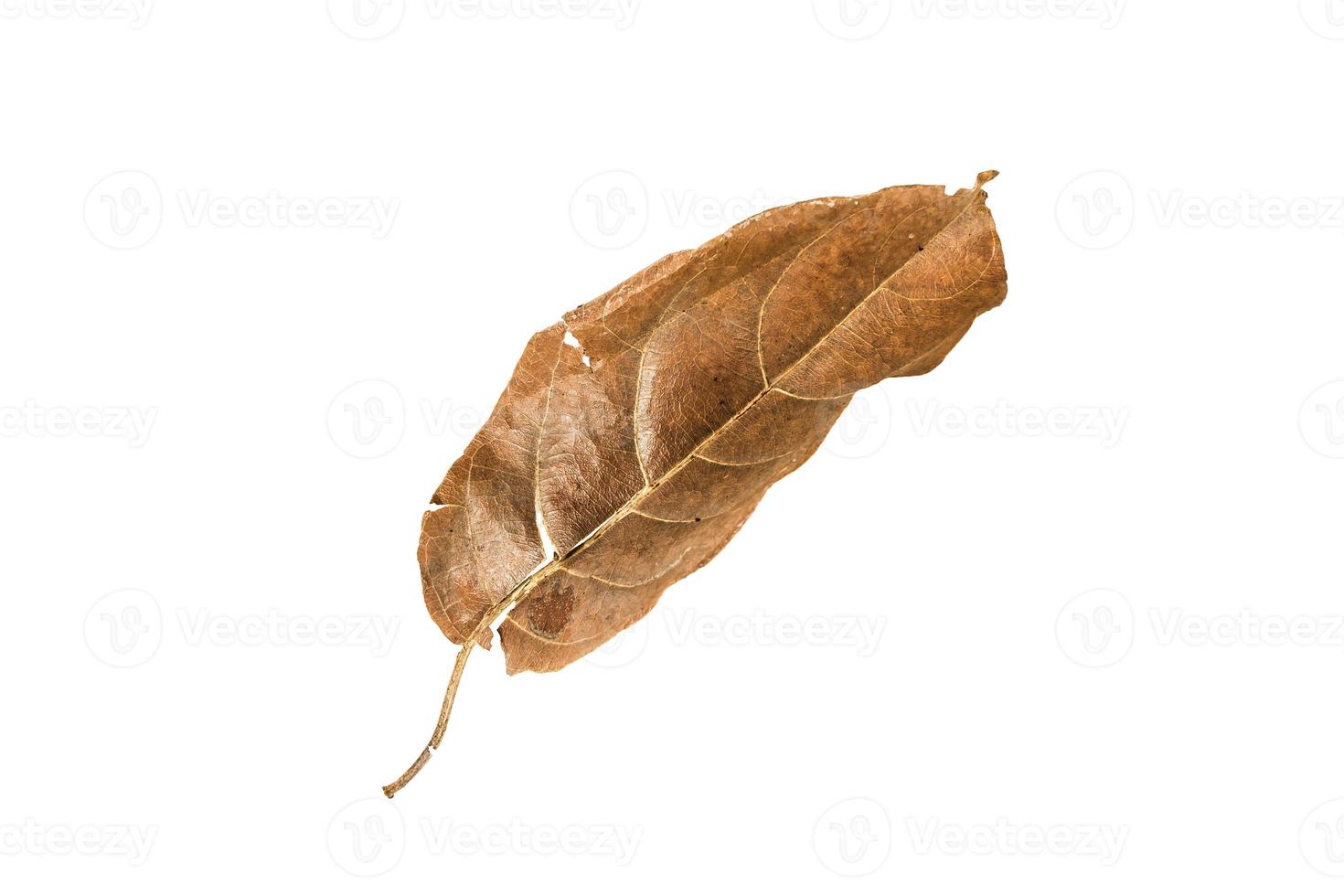 Dry leaf on isolated background Clipping path photo