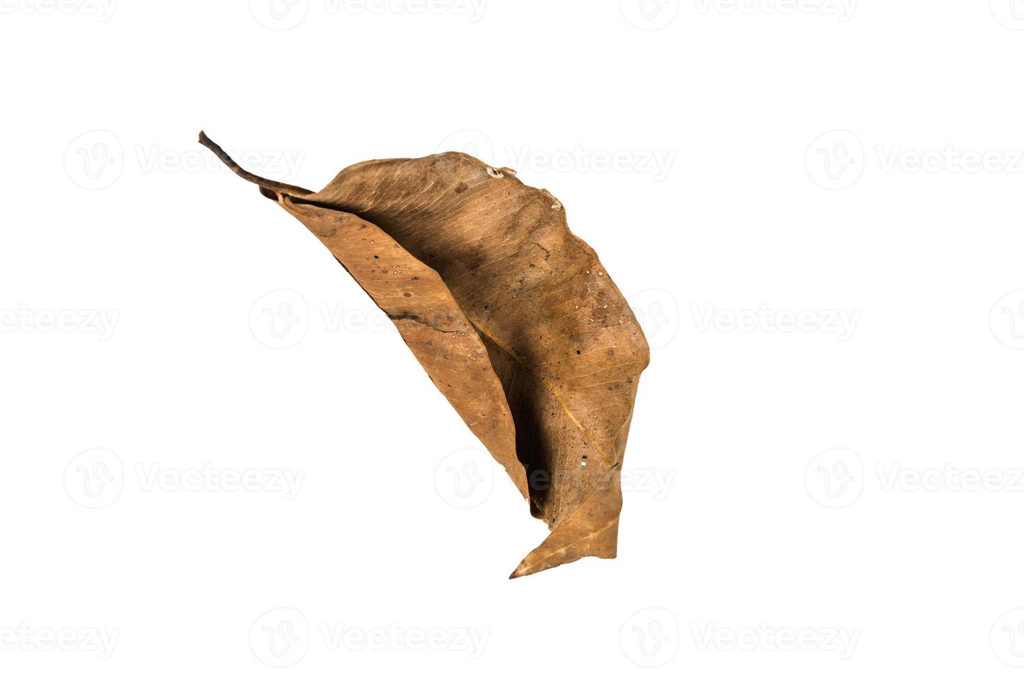 Dry leaf on isolated background Clipping path photo