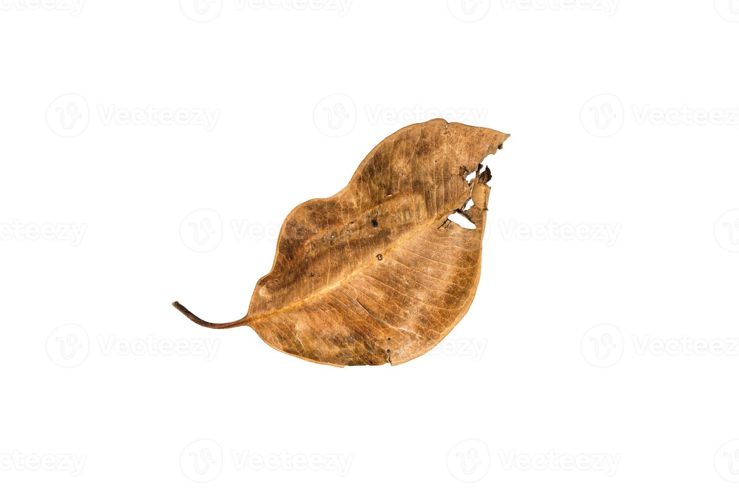 Dry leaf on isolated background Clipping path photo