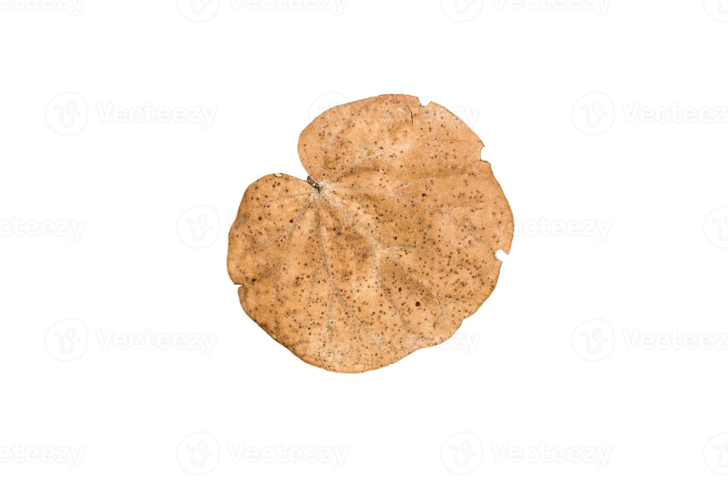 Dry leaf on isolated background Clipping path photo