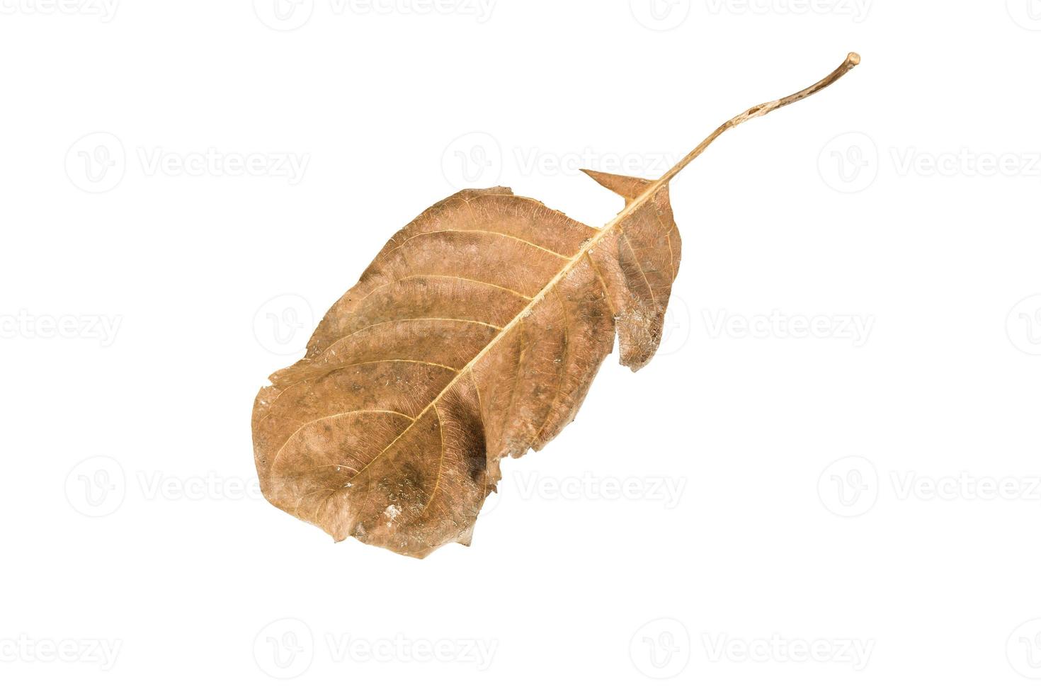 Dry leaf on isolated background Clipping path photo