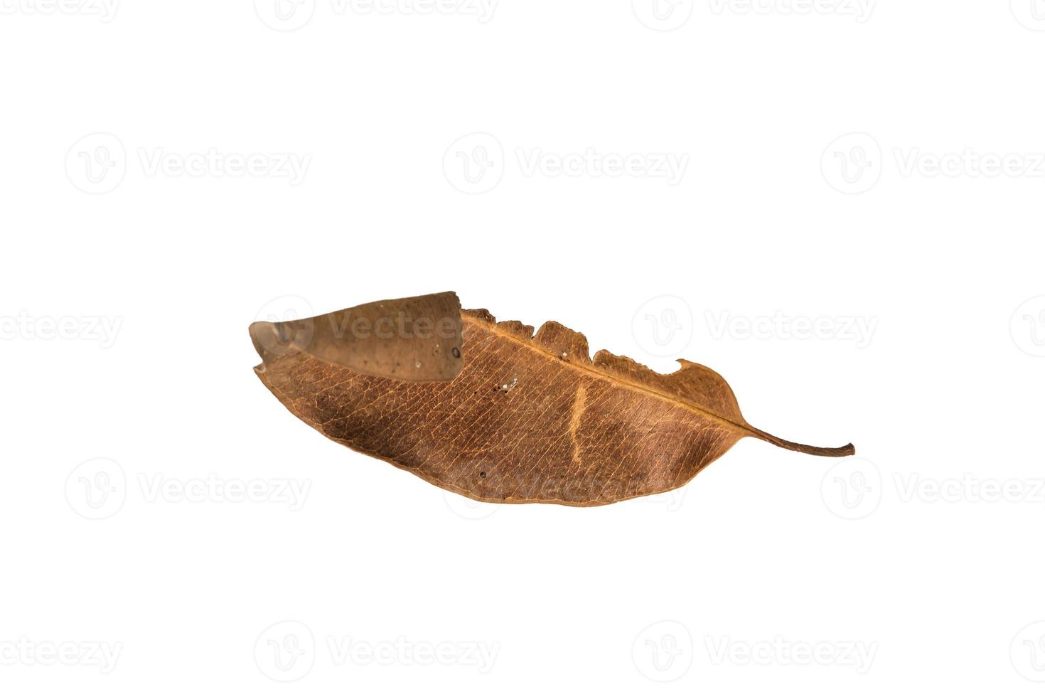 Dry leaf on isolated background Clipping path photo