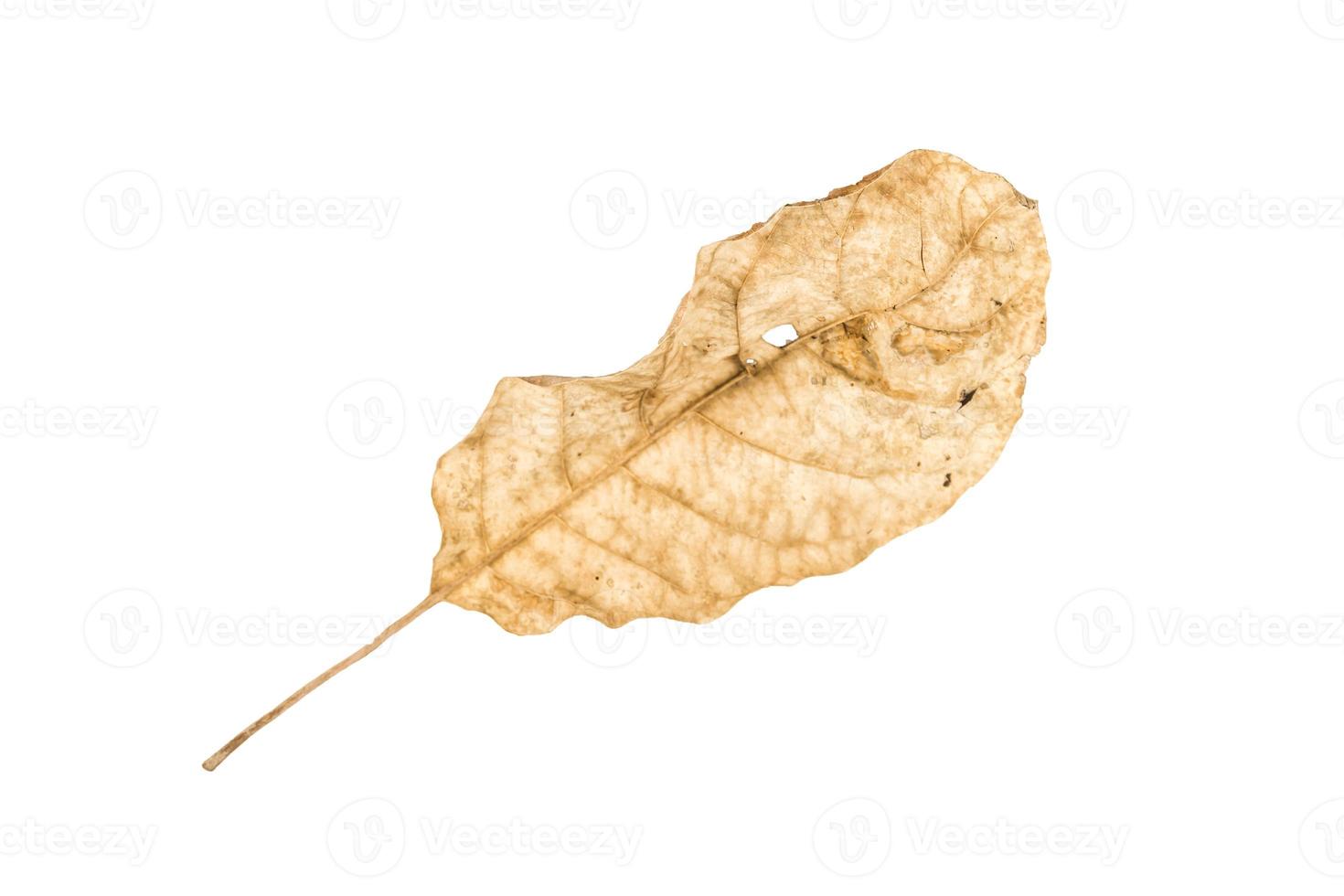 Dry leaf on isolated background Clipping path photo