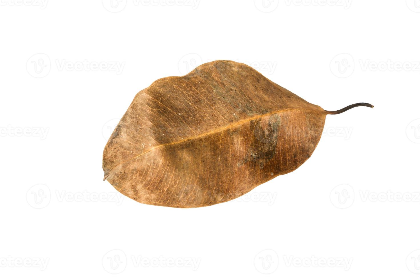 Dry leaf on isolated background Clipping path photo