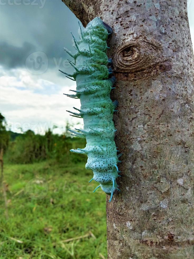 Caterpillars crawling on tree branches photo