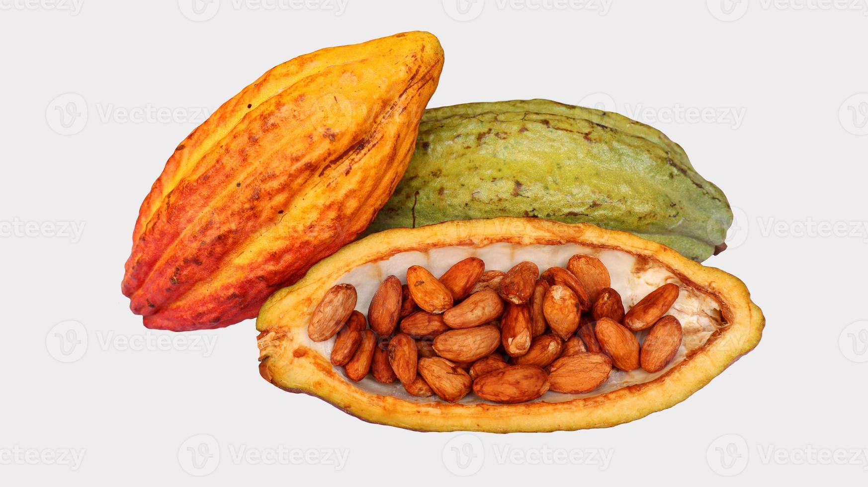 Ripe cocoa pods are orange yellow green which are split open, isolated on white background and the seeds are visible. Cocoa  or Theobroma cacao L. is a cultivated tree in plantations photo