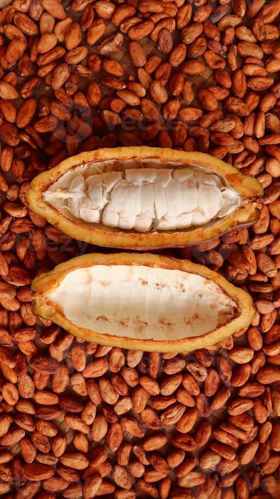 Cocoa pods that have been peeled and visible white fruit seeds on a background of dry cocoa beans ready to be processed into chocolate. photo