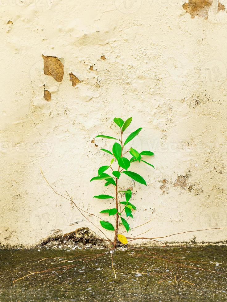 Strong weeds grow on cement surfaces, relying on the moisture that settles on the moss-covered surface. photo