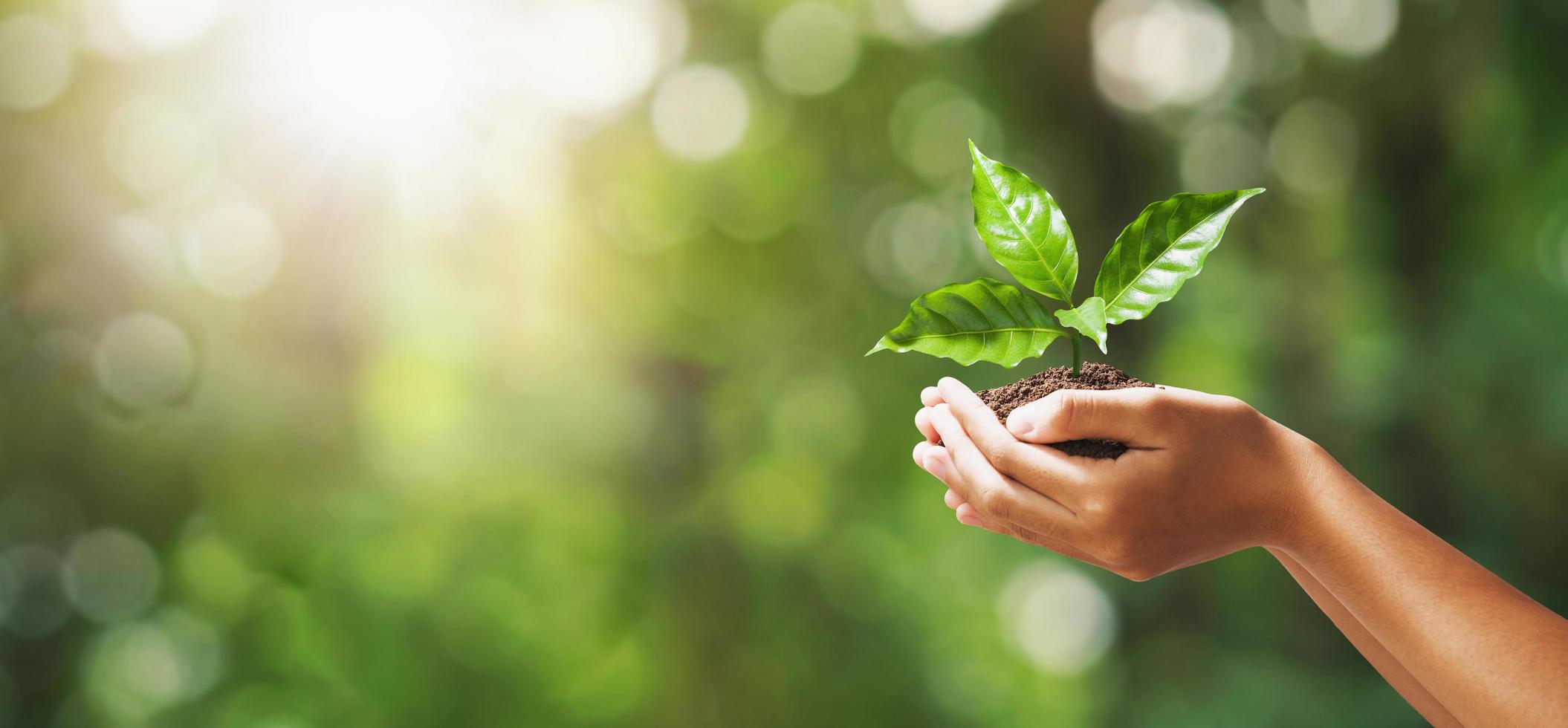 hand holding young plant on blur green nature background. concept eco earth day photo