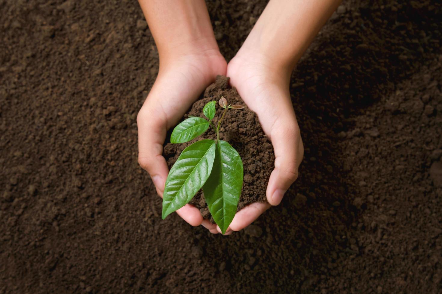 top view hand holding young tree on soil background for planting in garden photo