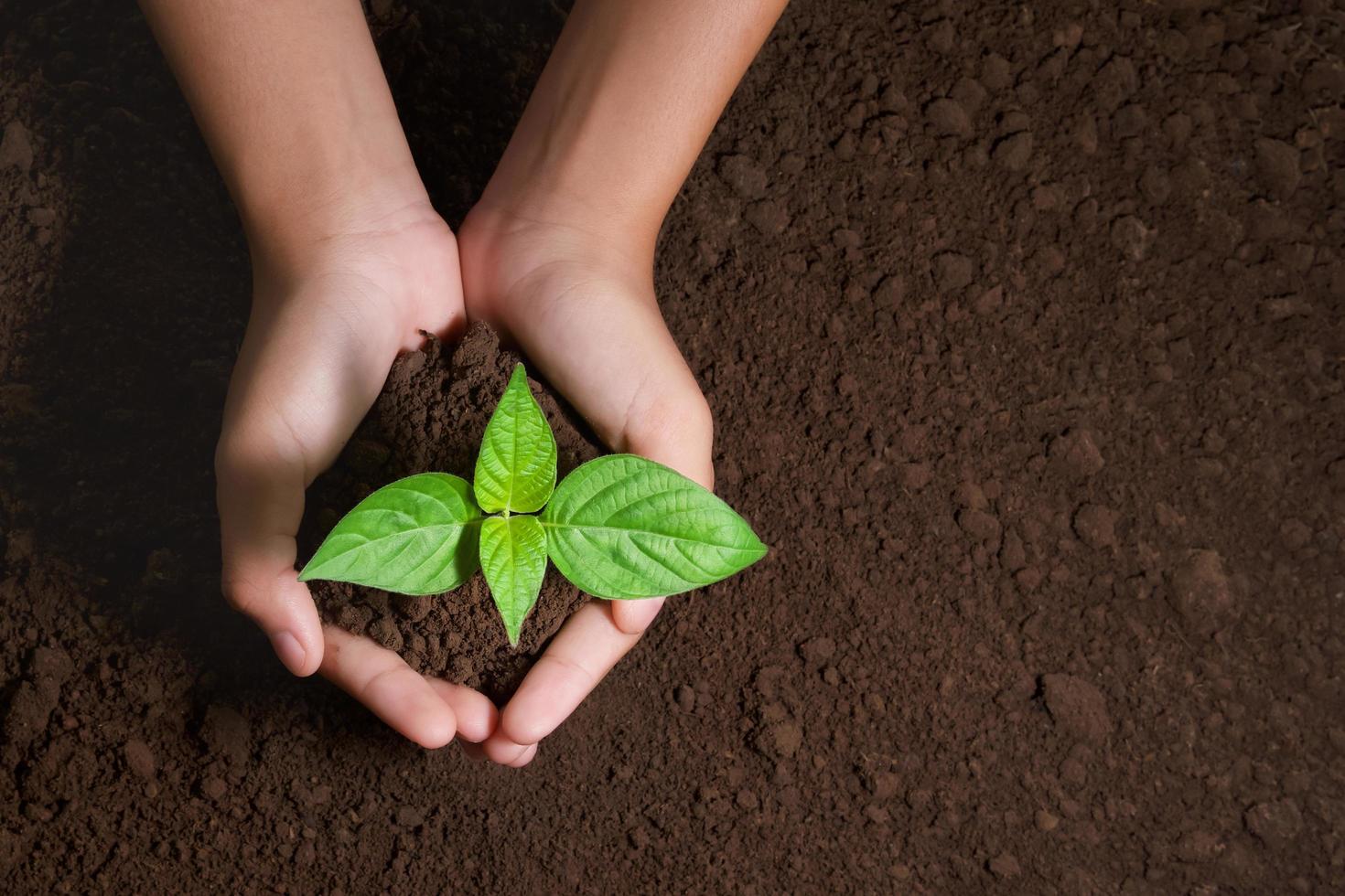 top view hand holding young tree on soil background for planting in garden photo