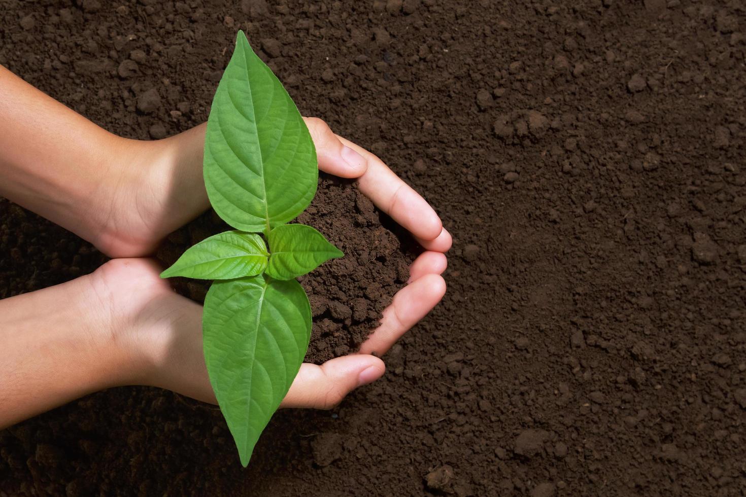 top view hand holding young tree on soil background for planting in garden photo