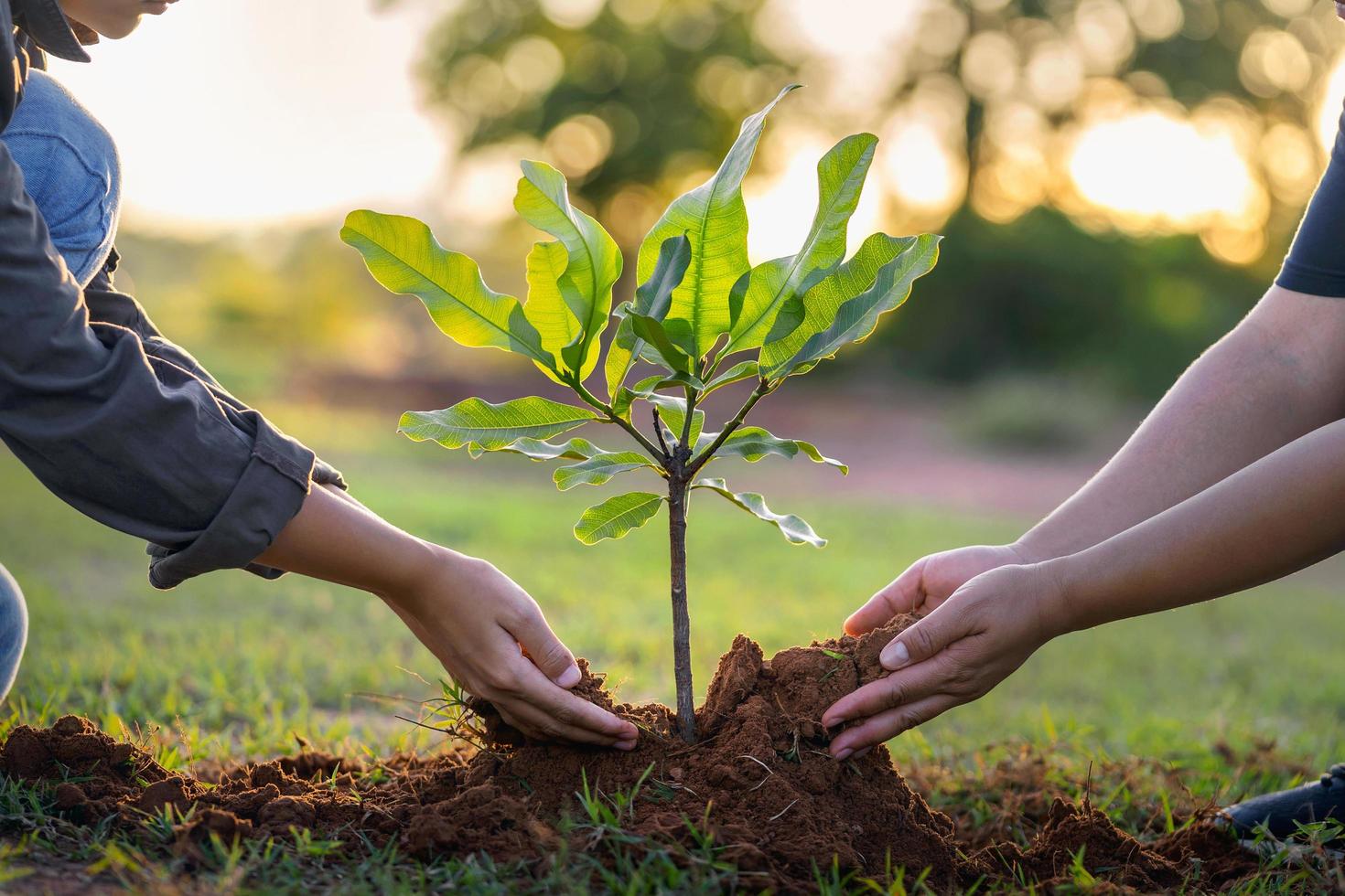 manos de la gente plantando un árbol pequeño al atardecer. concepto salvar la tierra foto