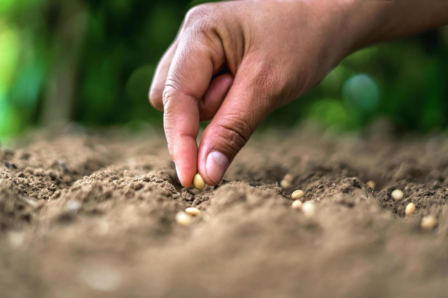 hand planting soy seed in the vegetable garden. agriculture concept photo