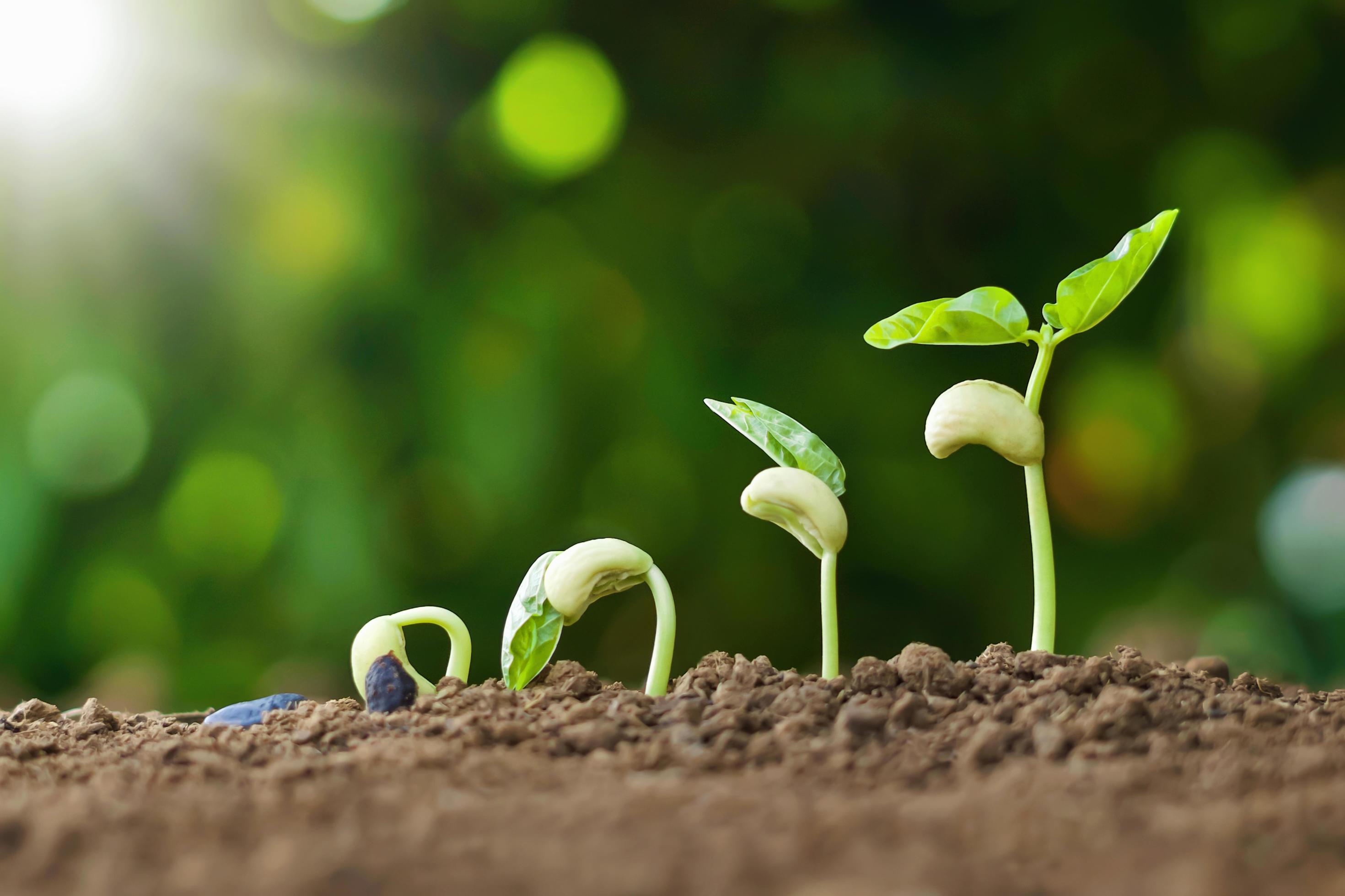 planting seed grow step concept in garden and sunlight. agriculture