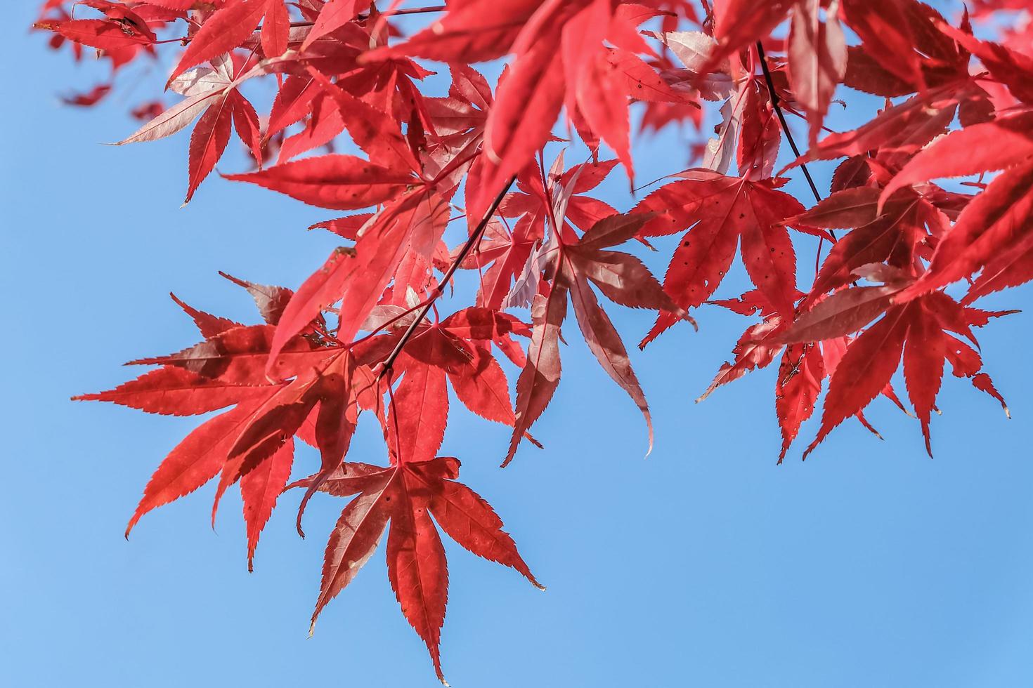 Red maple leaves on blue sky photo