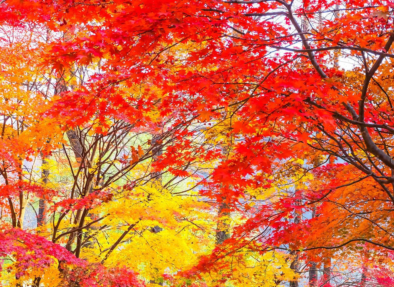 Red maple leaves in autumn season on the island of Nami,South Korea photo