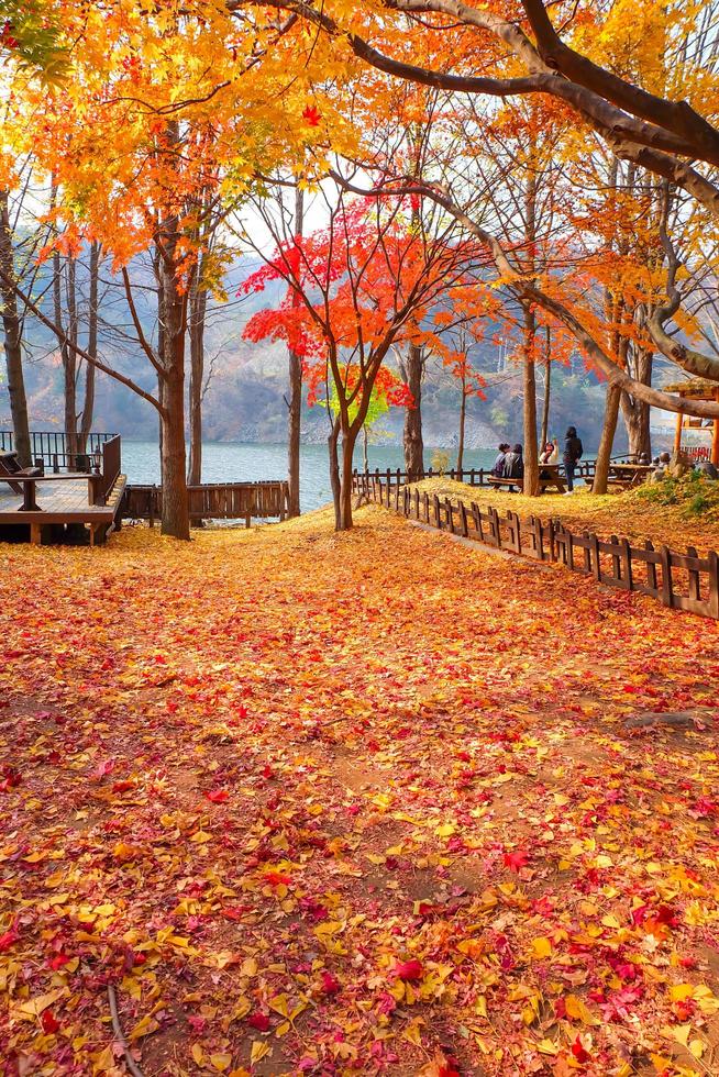 NAMI ISLAND,SOUTH KOREA - November 06,2014 Tourists in atumn on Nami Island, South Island photo